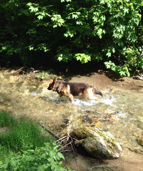 Il nostro cane mentre risale un ruscello